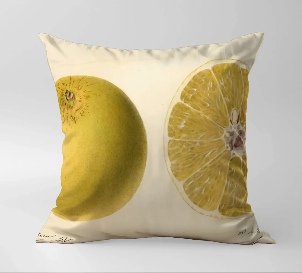 Dorthy Seedless Grapefruit Botanical Print - 1921 Art decorative cushion by ClubArt