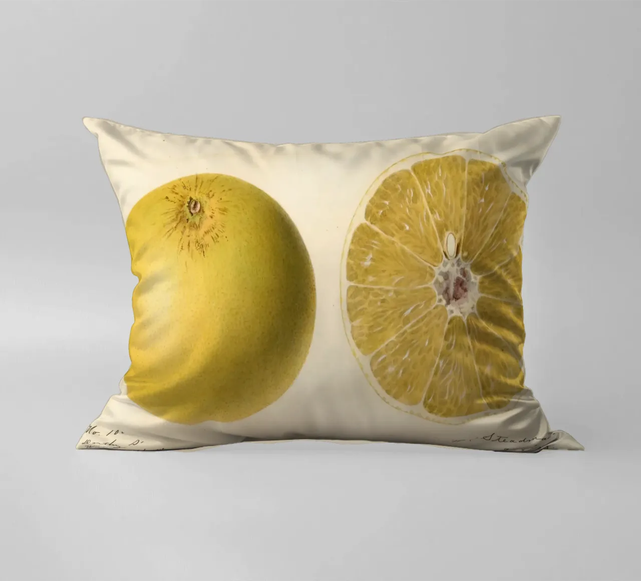 Dorthy Seedless Grapefruit Botanical Print - 1921 Art decorative cushion by ClubArt