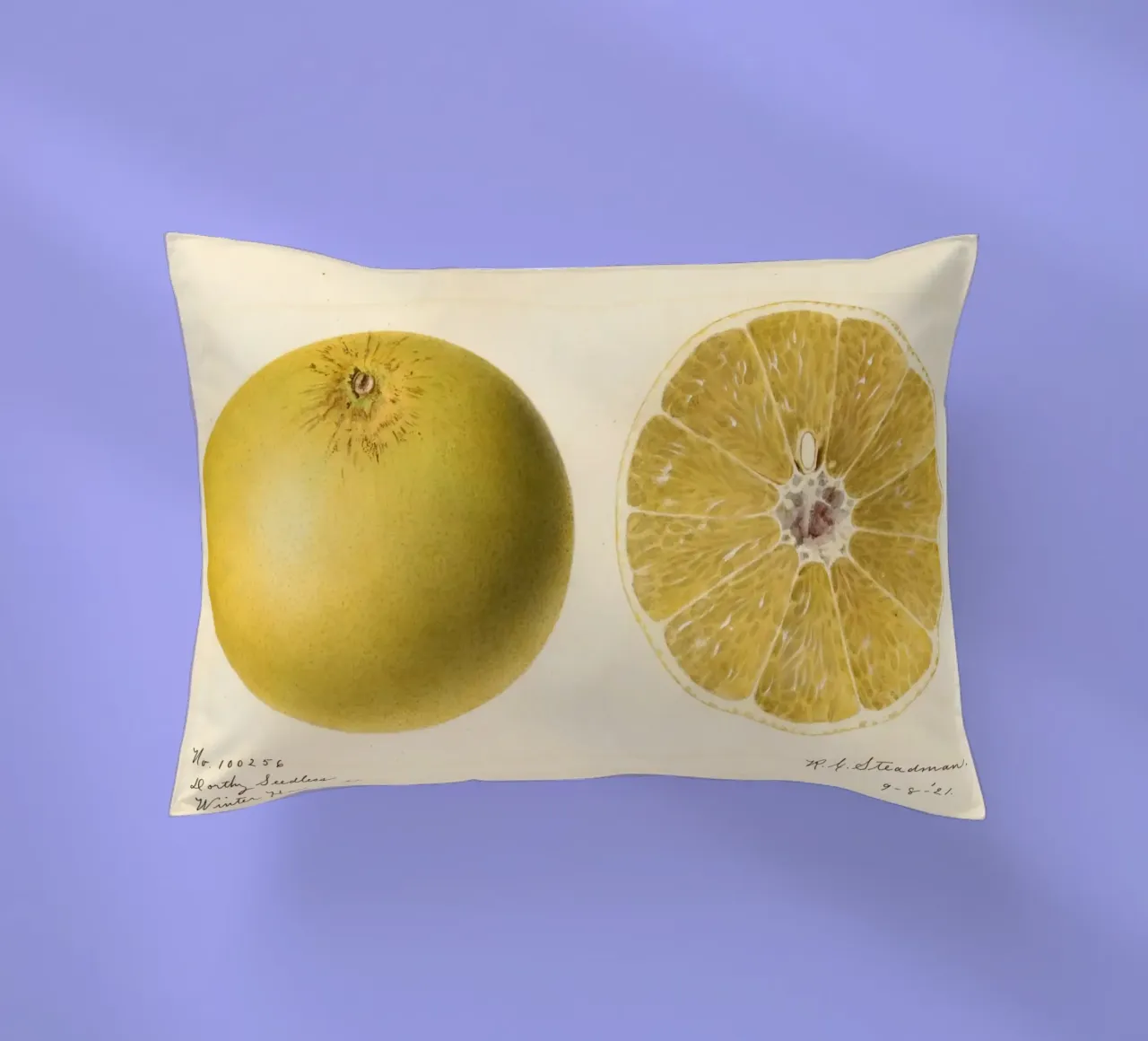 Dorthy Seedless Grapefruit Botanical Print - 1921 Art decorative cushion by ClubArt