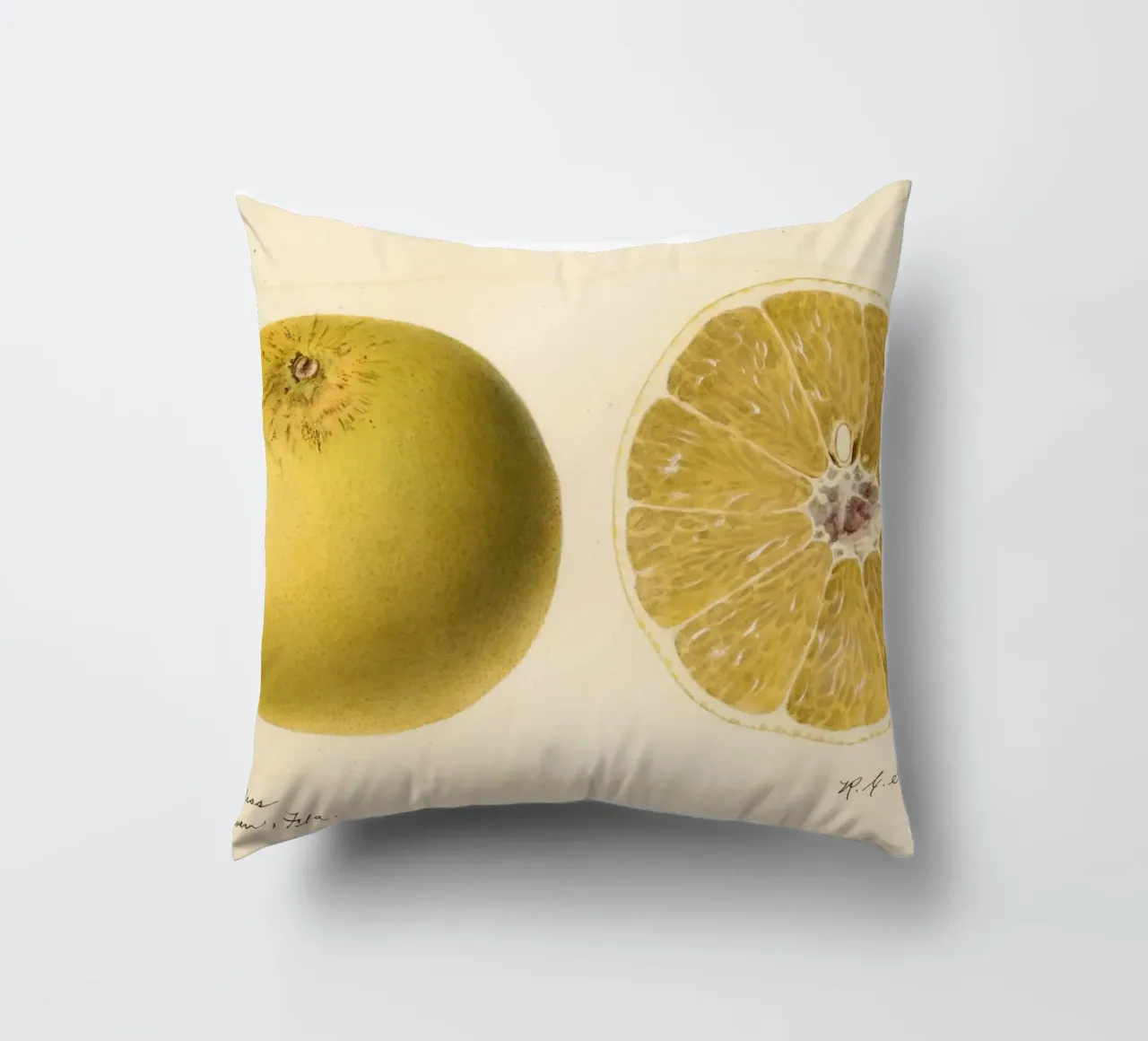 Dorthy Seedless Grapefruit Botanical Print - 1921 Art decorative cushion by ClubArt