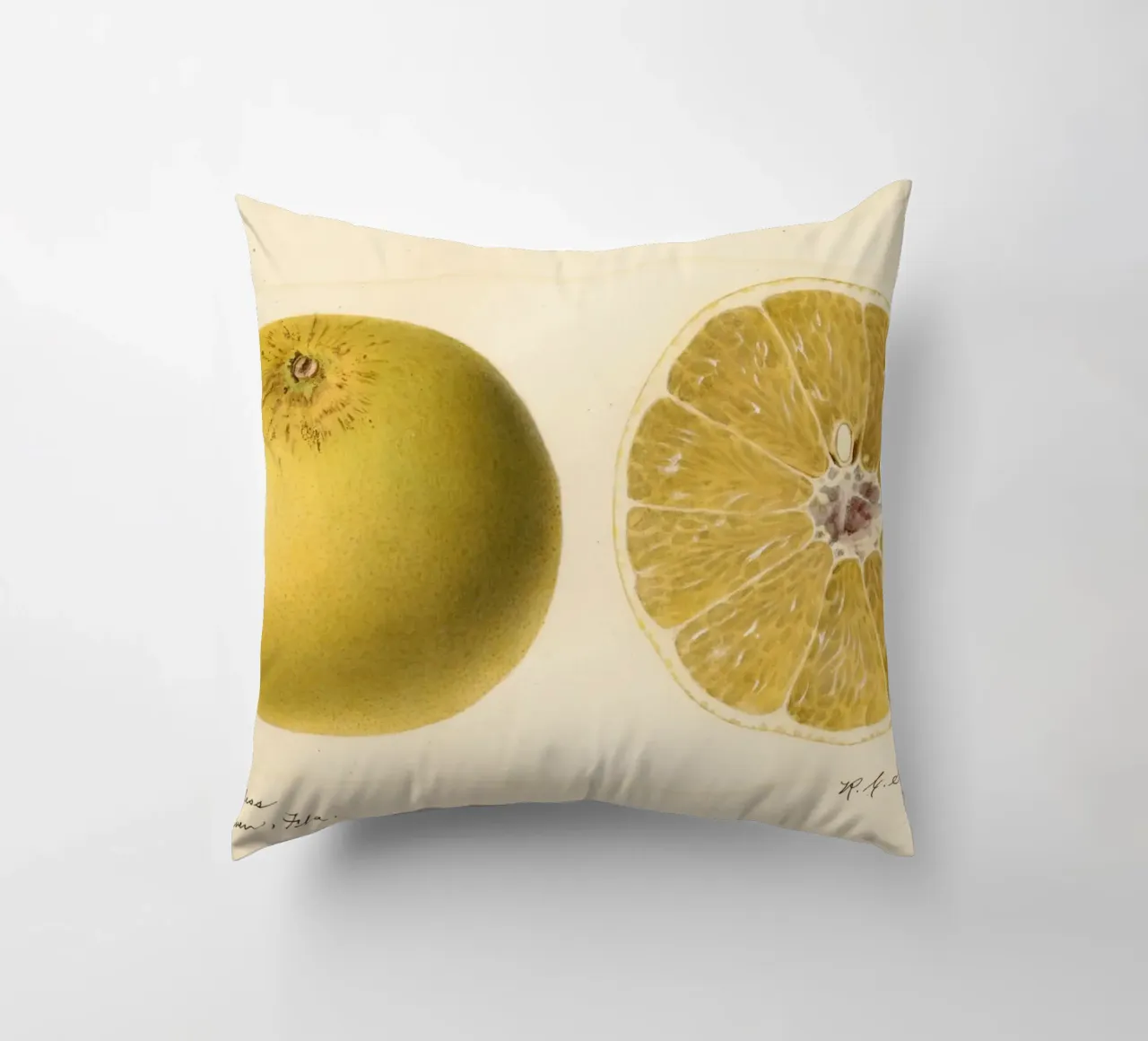 Dorthy Seedless Grapefruit Botanical Print - 1921 Art decorative cushion by ClubArt