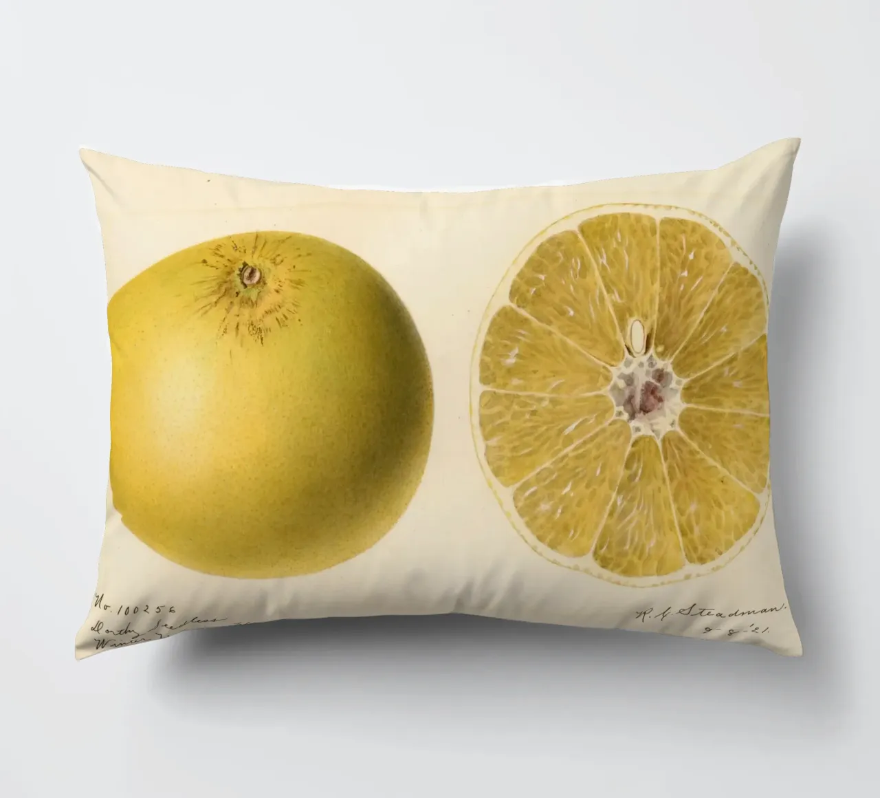 Dorthy Seedless Grapefruit Botanical Print - 1921 Art decorative cushion by ClubArt