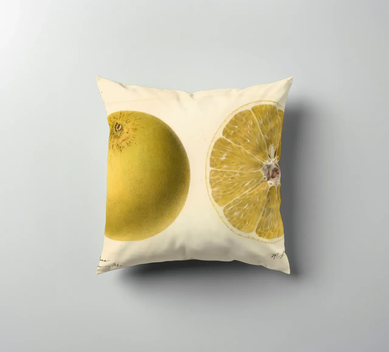 Dorthy Seedless Grapefruit Botanical Print - 1921 Art decorative cushion by ClubArt