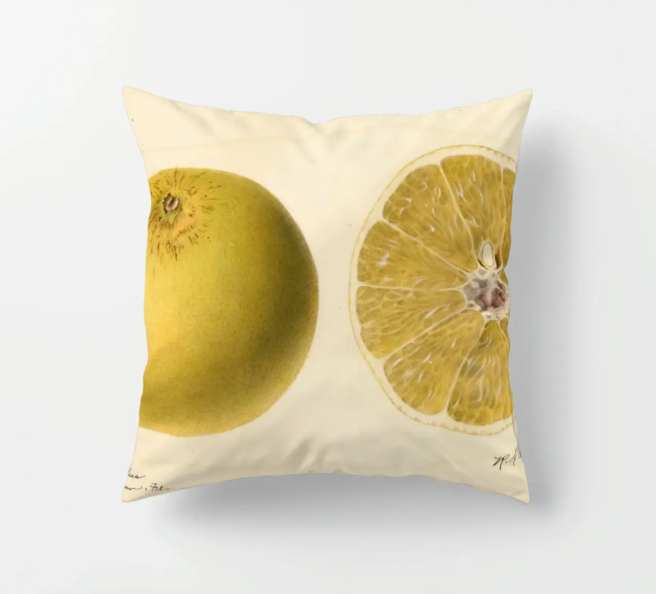 Dorthy Seedless Grapefruit Botanical Print - 1921 Art decorative cushion by ClubArt