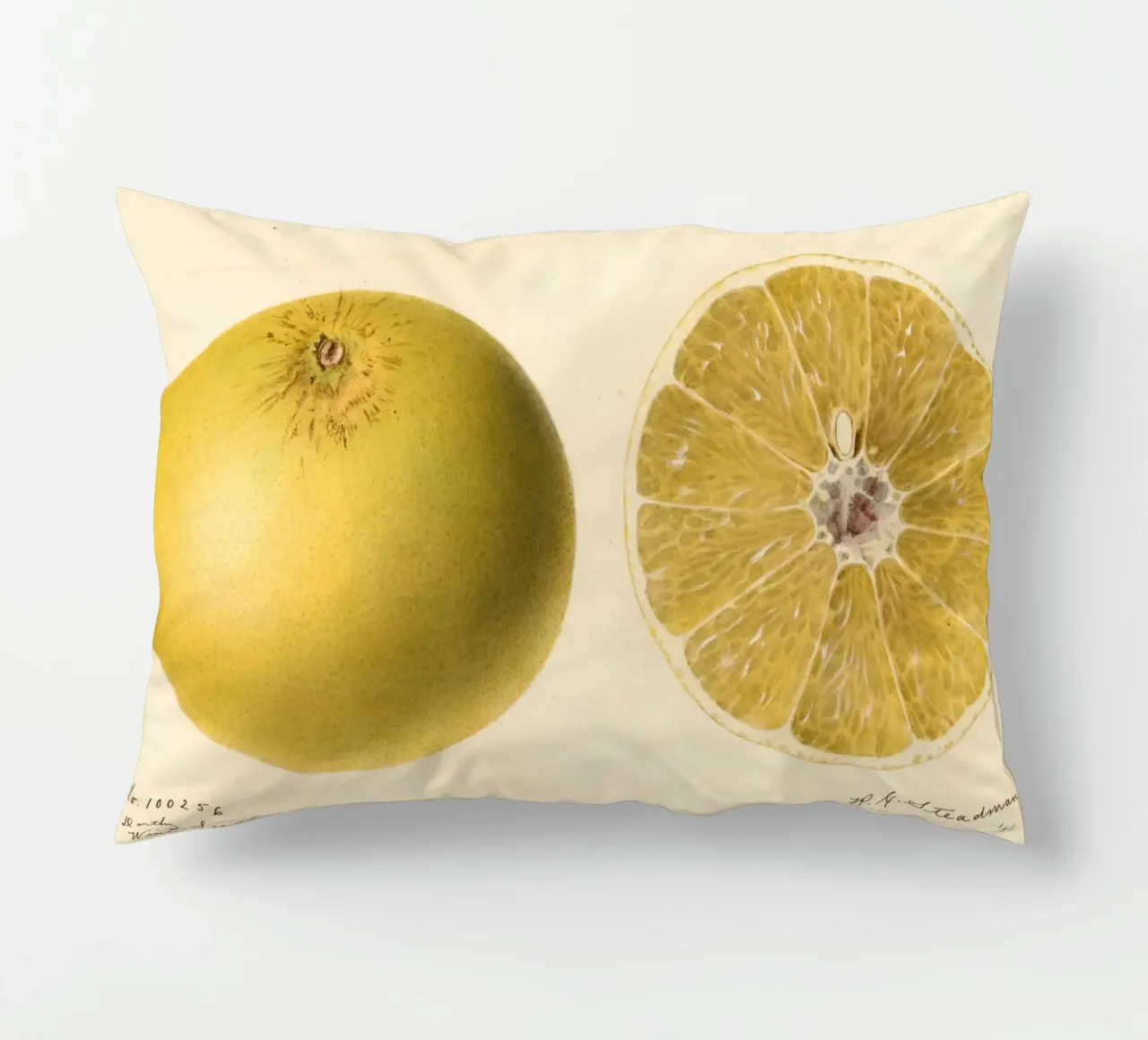 Dorthy Seedless Grapefruit Botanical Print - 1921 Art decorative cushion by ClubArt