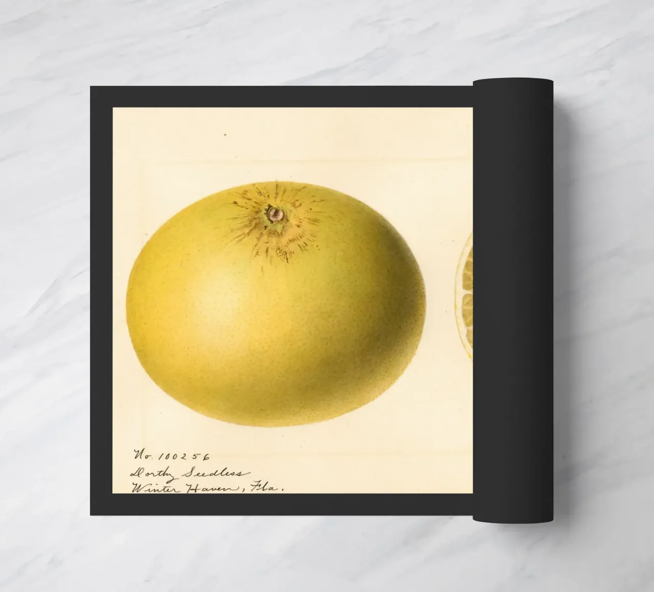 Dorthy Seedless Grapefruit Botanical Print - 1921 Art felpudo de ClubArt