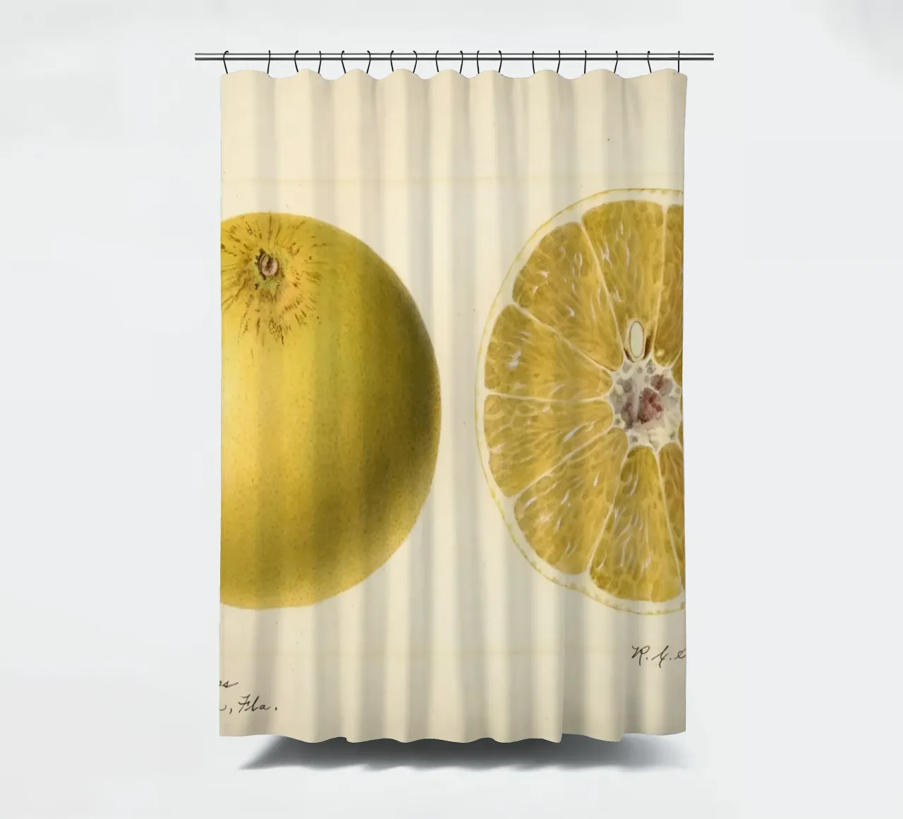Dorthy Seedless Grapefruit Botanical Print - 1921 Art cortina de baño de ClubArt