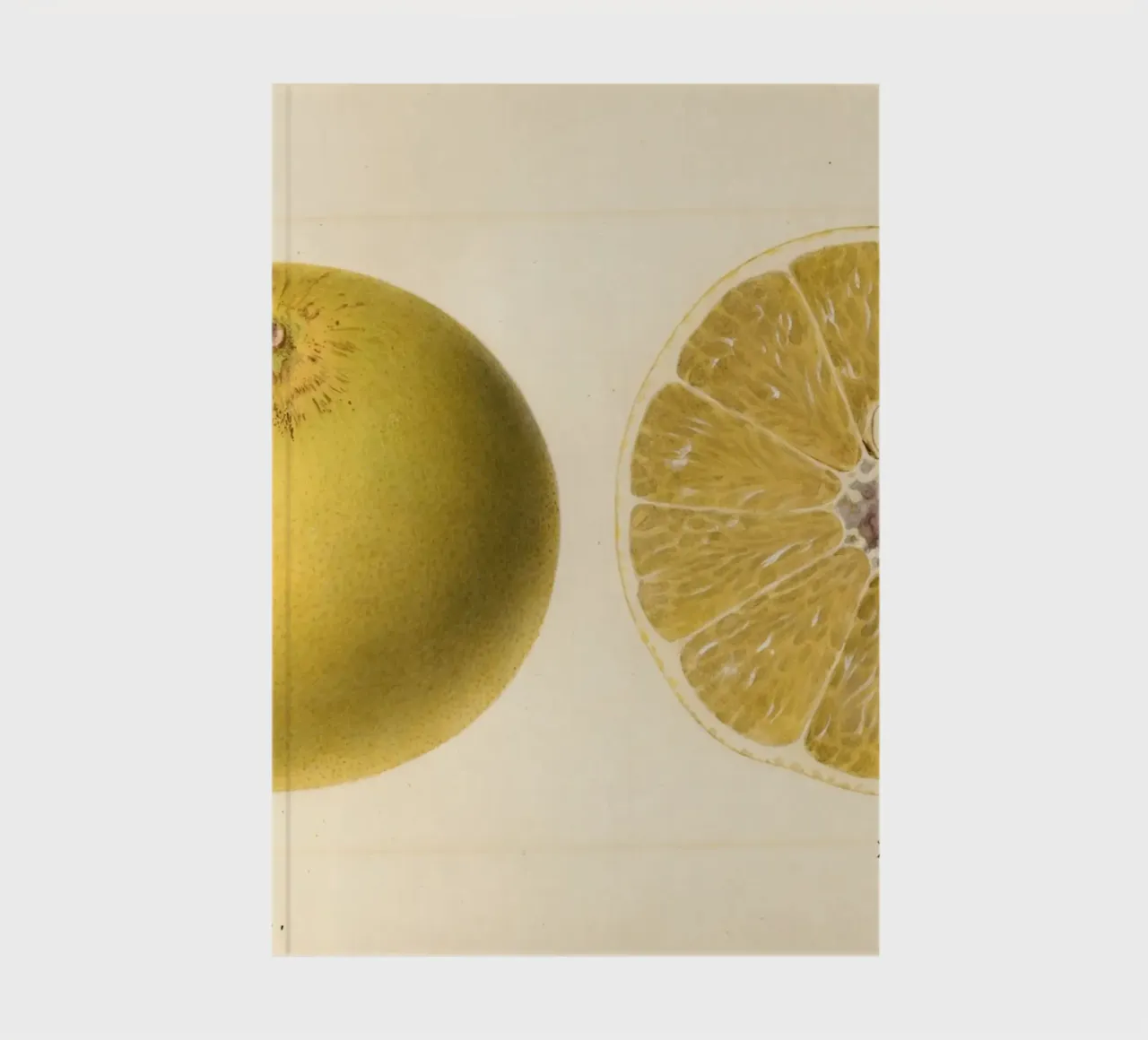 Dorthy Seedless Grapefruit Botanical Print - 1921 Art notebook by ClubArt