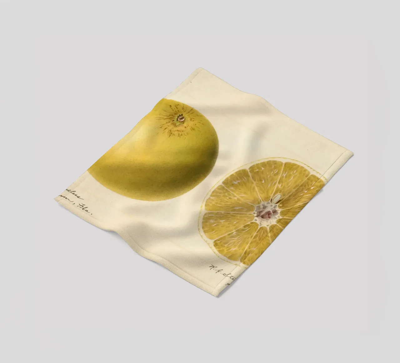 Dorthy Seedless Grapefruit Botanical Print - 1921 Art fleece blanket by ClubArt