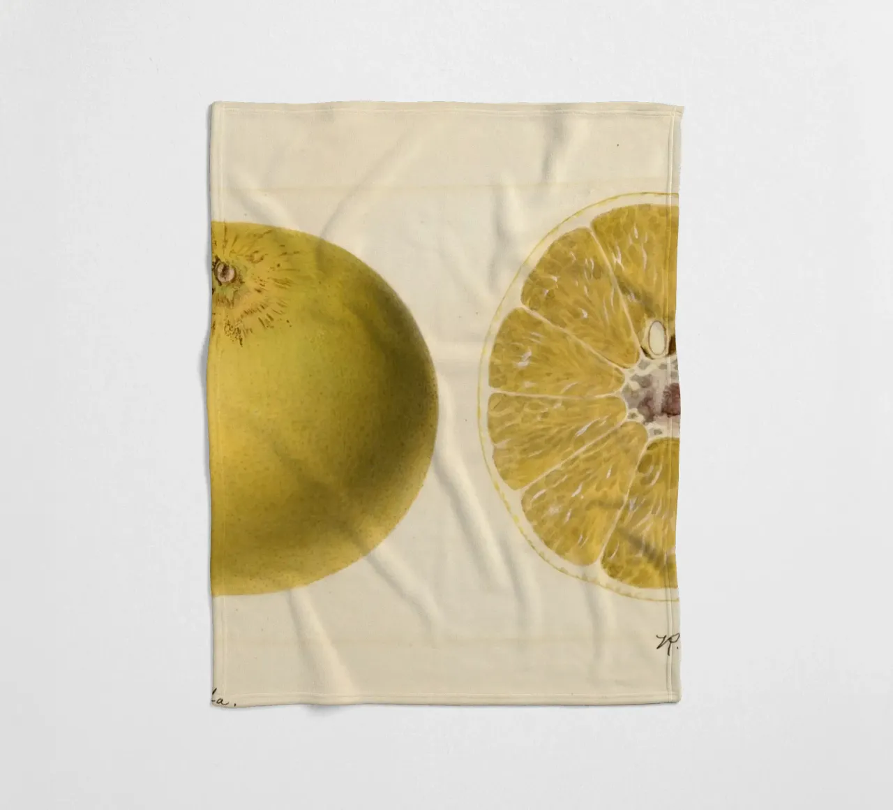 Dorthy Seedless Grapefruit Botanical Print - 1921 Art fleece blanket by ClubArt