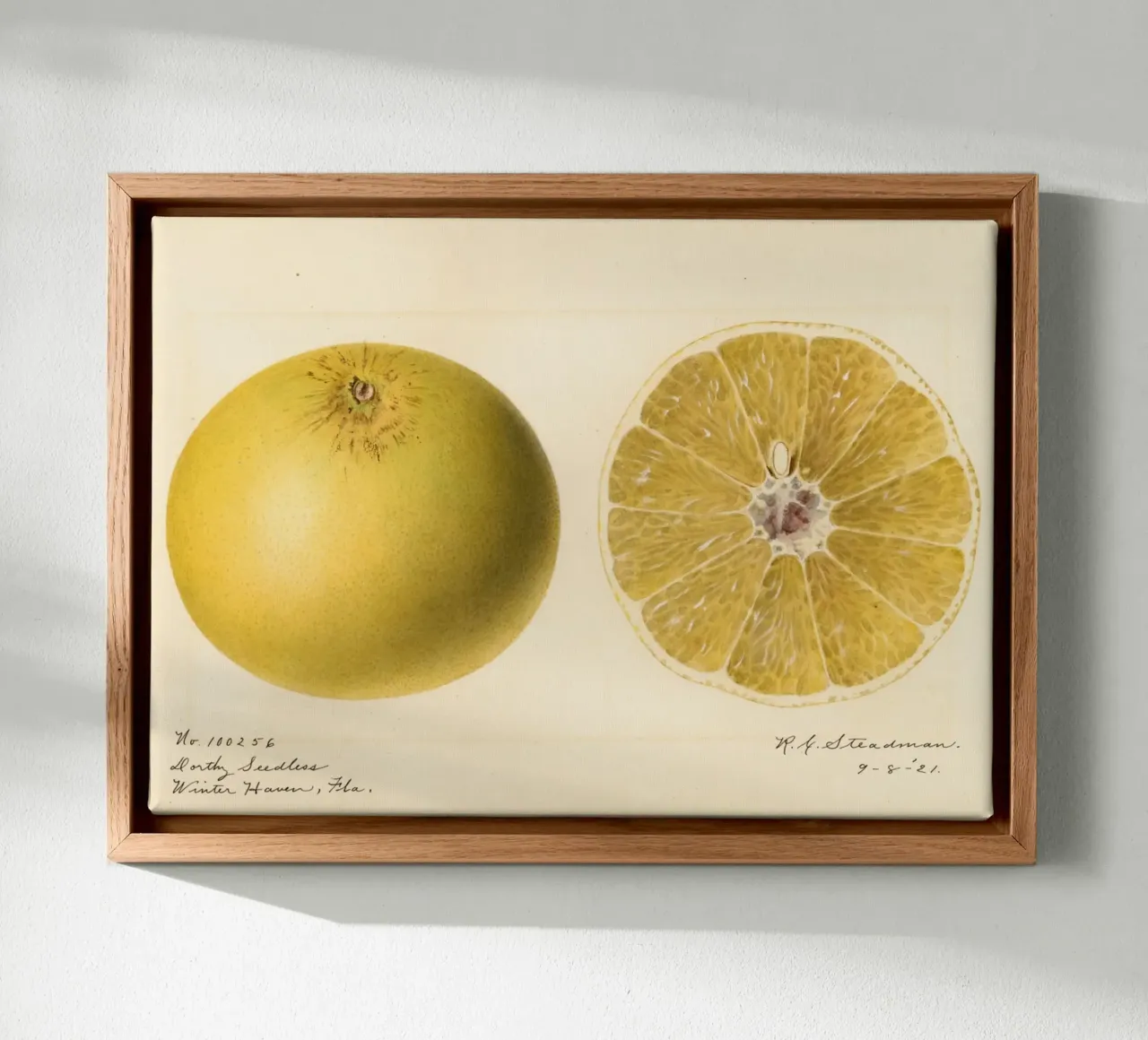Dorthy Seedless Grapefruit Botanical Print - 1921 Art canvas by ClubArt