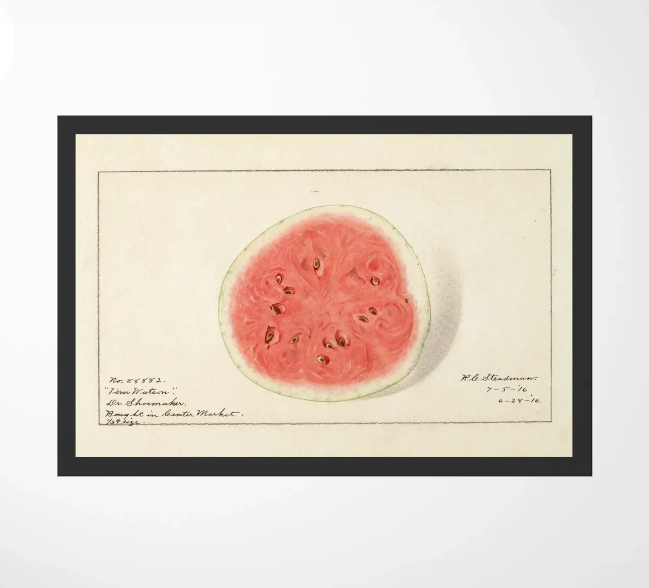 Tom Watson Watermelon Botanical Print - 1916 Steadman doormat by ClubArt