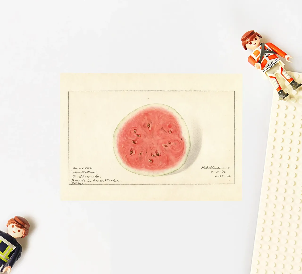 Tom Watson Watermelon Botanical Print - 1916 Steadman sticker by ClubArt