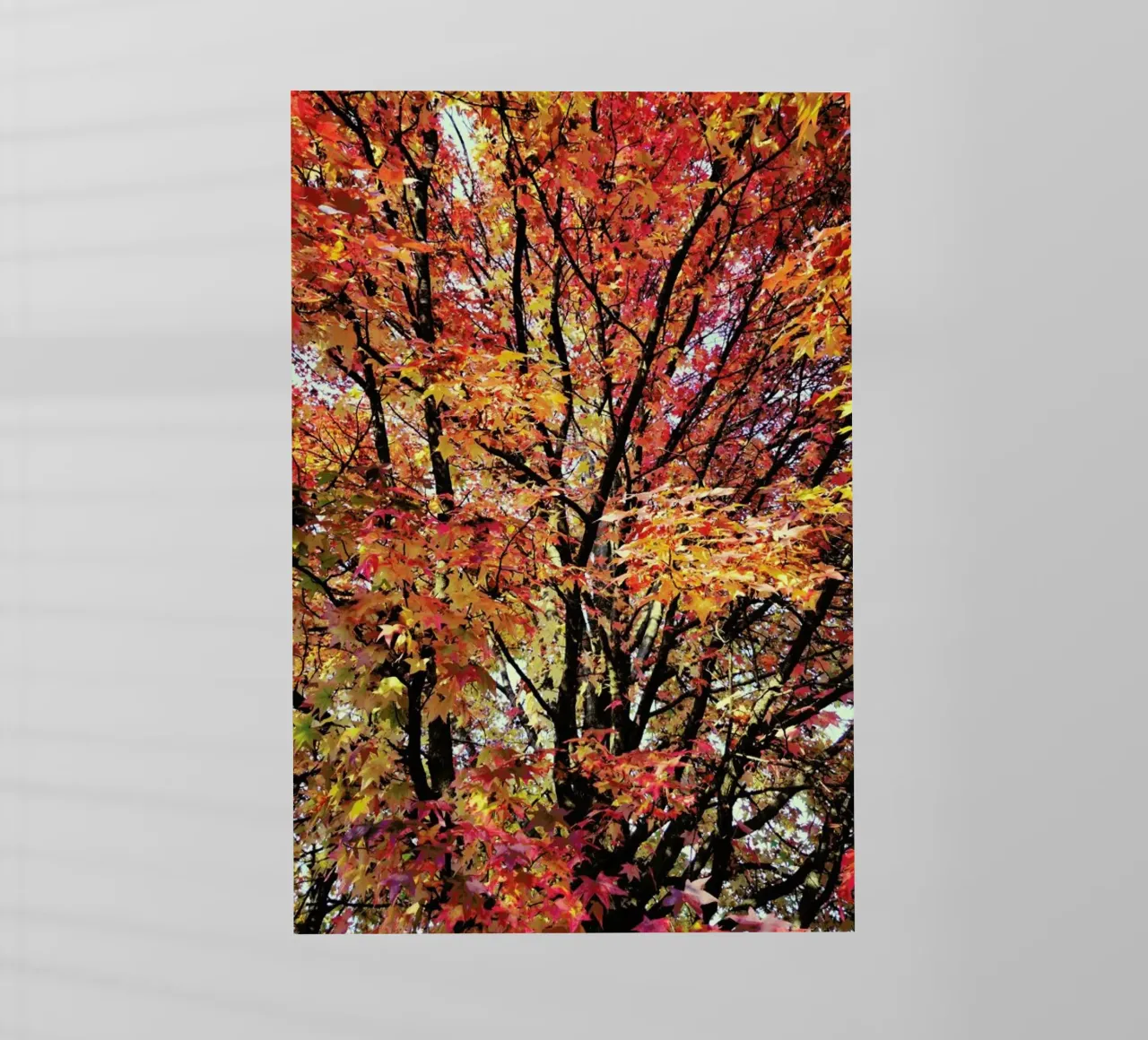 Flaming pellicola backlit da Angelo Cerantola