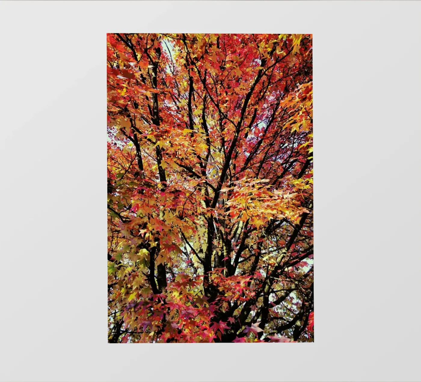 Flaming fotobehang van Angelo Cerantola