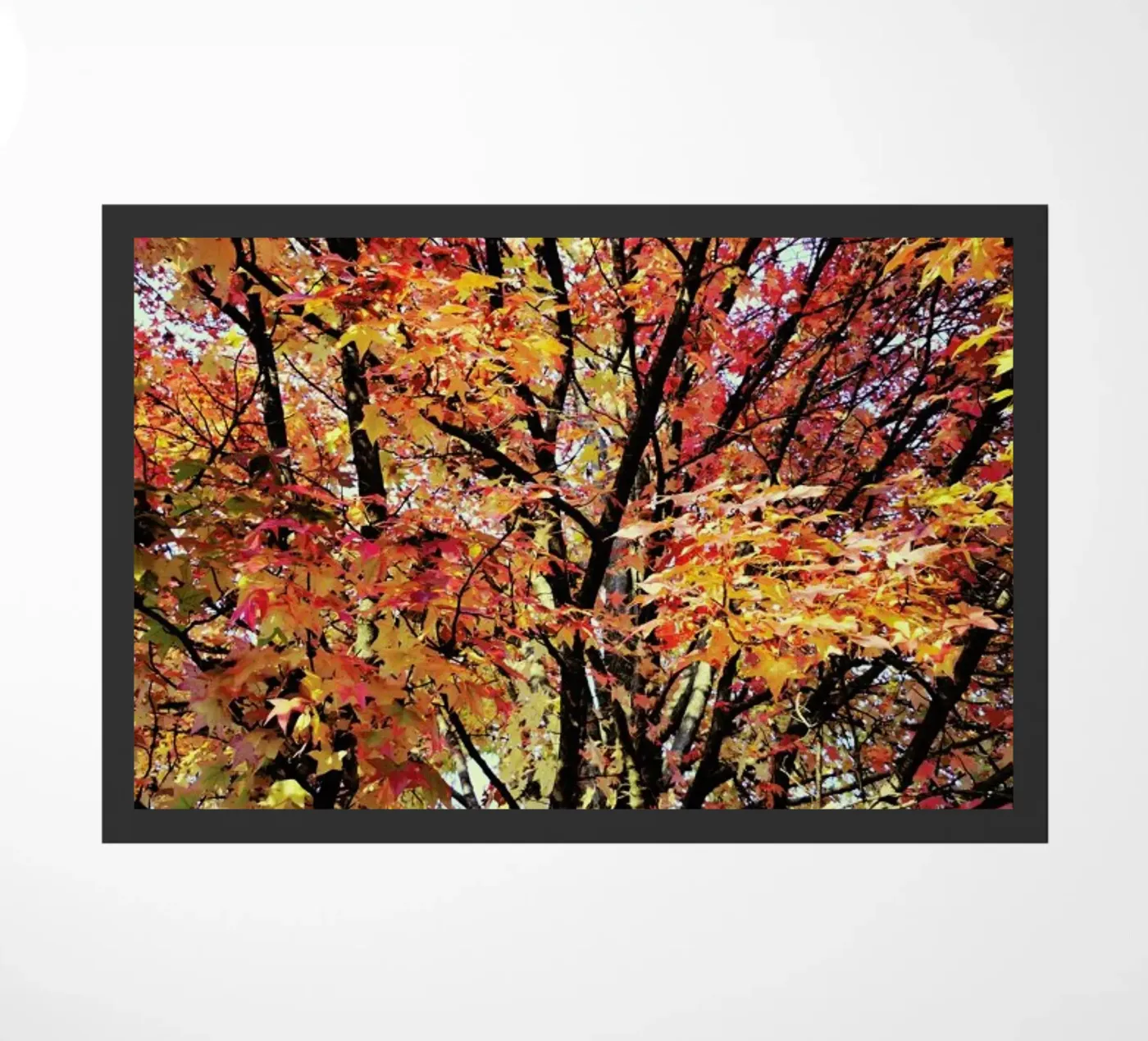 Flaming zerbino da Angelo Cerantola