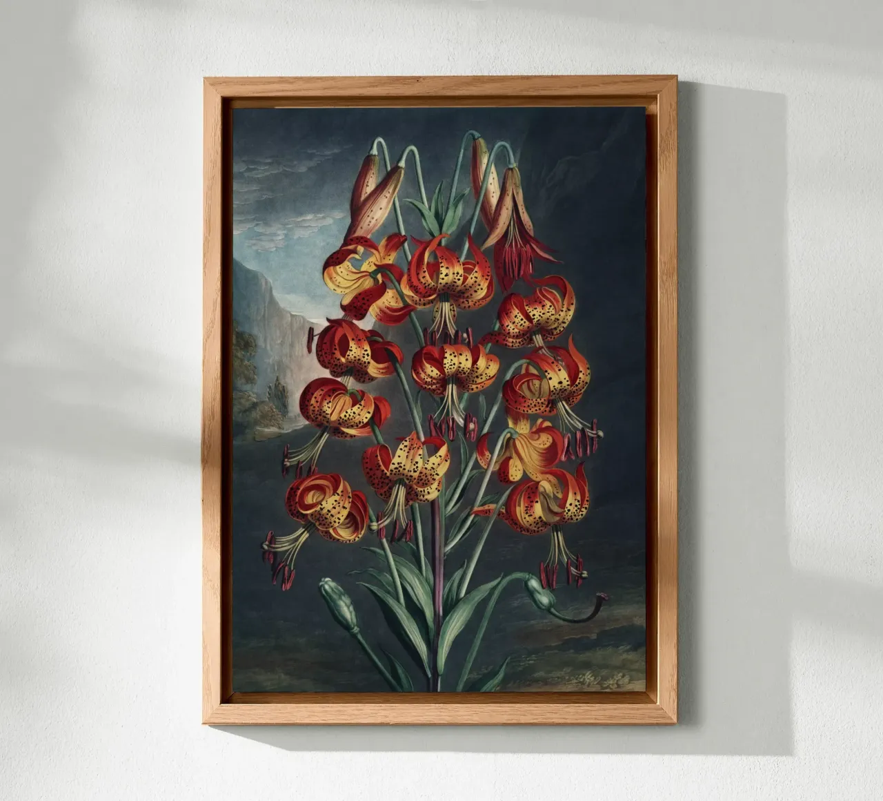 Vintage Thornton 3 Superb Lily alluminio dibond da Vintage Print Collection