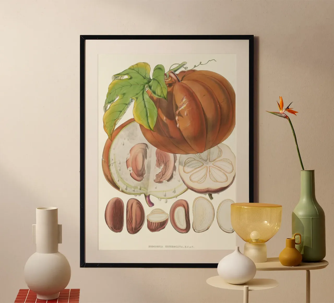 Illustrazione botanica d'epoca della noce moscata - "Horsfieldia Hetrocl poster da ClubArt