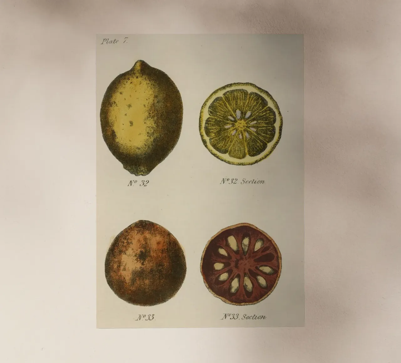 Plato Botánico Vintage Citrus - Lemon & Quince Art lámina retroiluminada de ClubArt