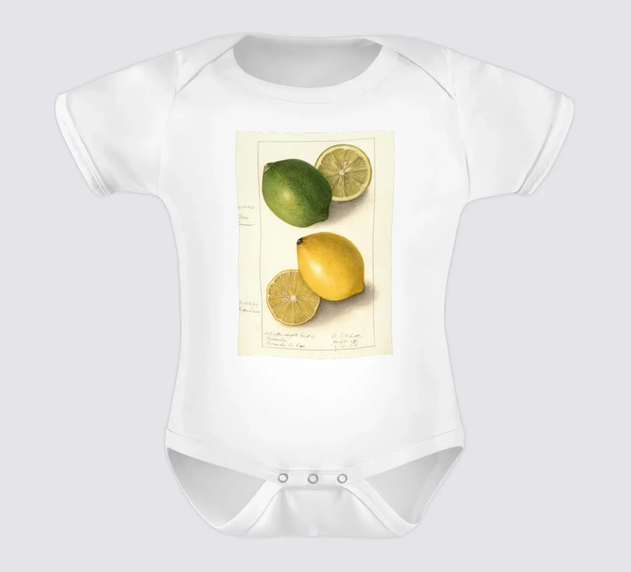 Vintage Lemon & Lime Botanical Print - Citrus Kitchen Art body de bebé de ClubArt