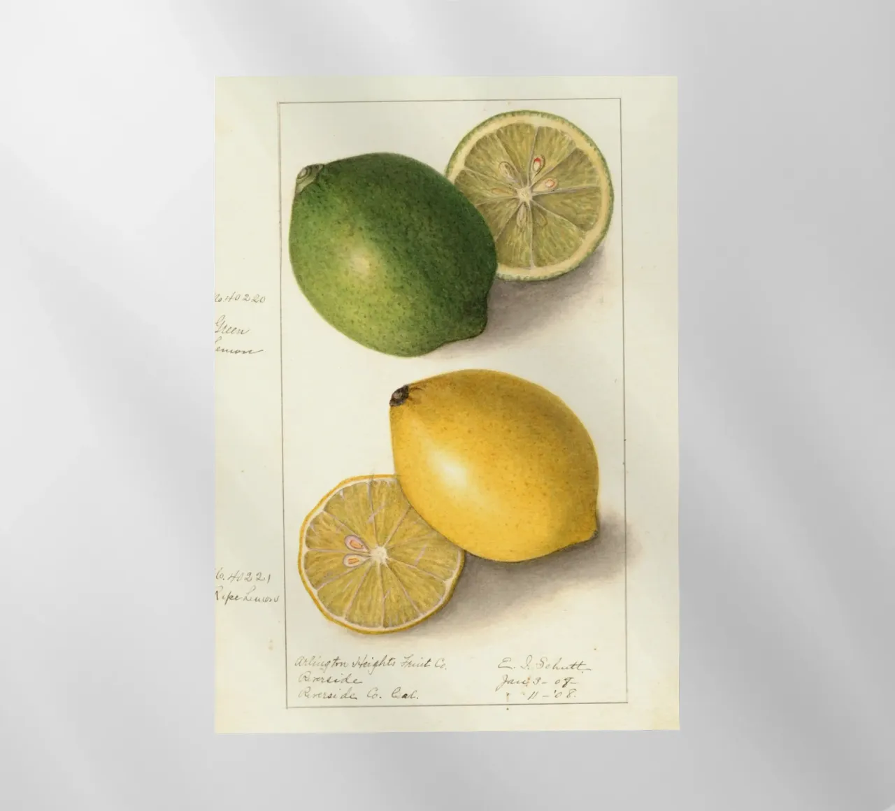 Vintage Lemon & Lime Botanical Print - Citrus Kitchen Art lámina retroiluminada de ClubArt