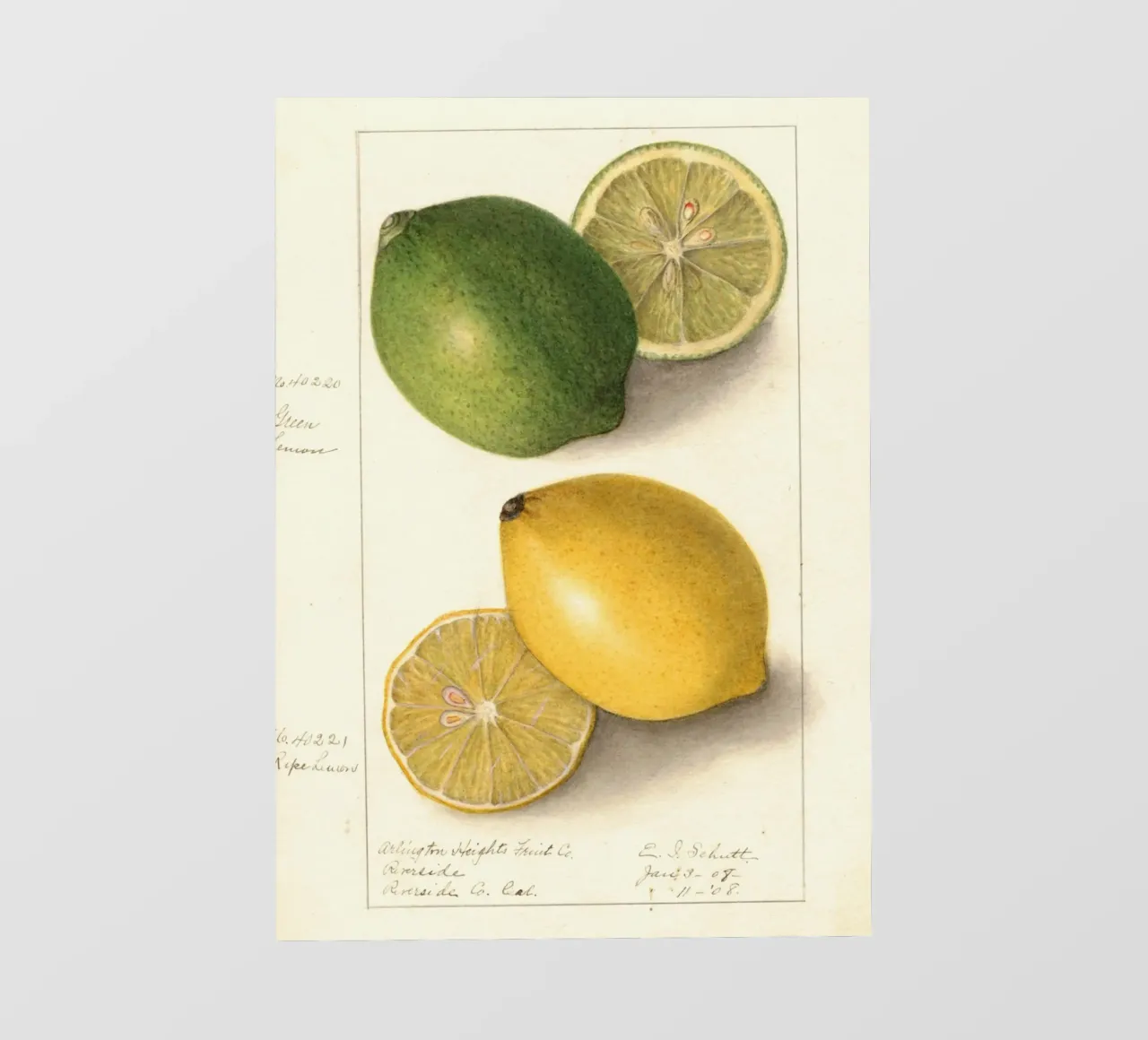 Vintage Lemon & Lime Botanical Print - Citrus Kitchen Art photo wallpaper by ClubArt
