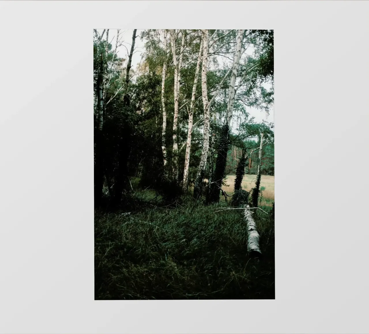 Forest Scene pellicola backlit da Sebastian Hilgetag