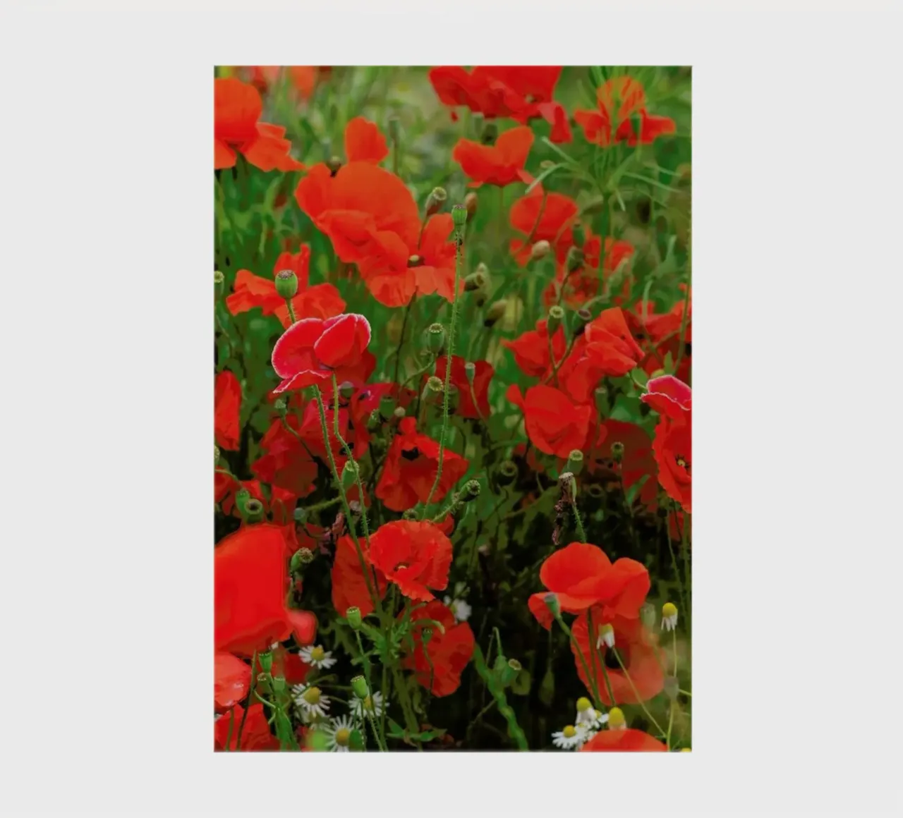 Red Poppyfield notebook by Curious Collections by Marielle Leenders