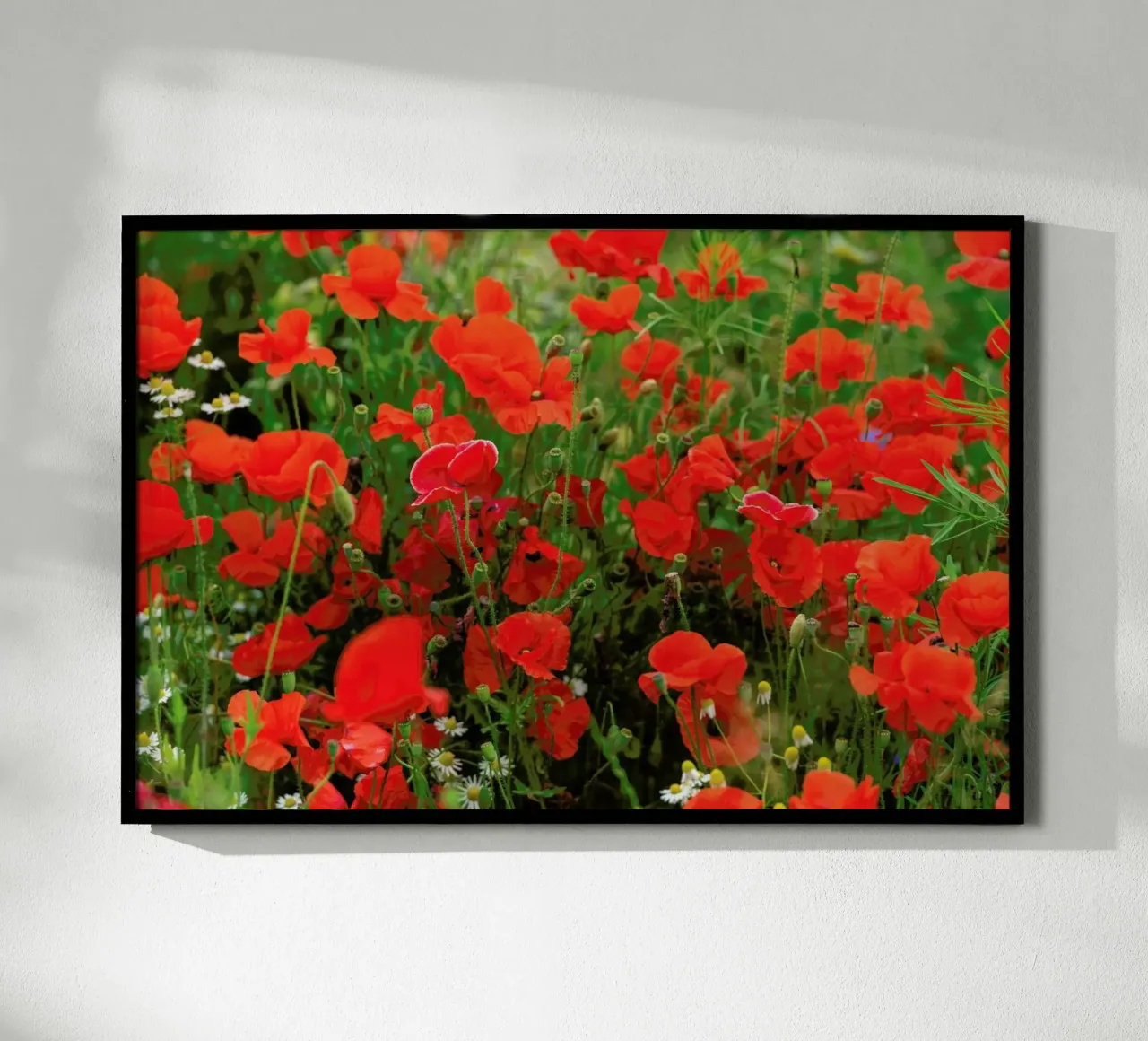 Red Poppyfield poster con telaio in alluminio da Curious Collections by Marielle Leenders