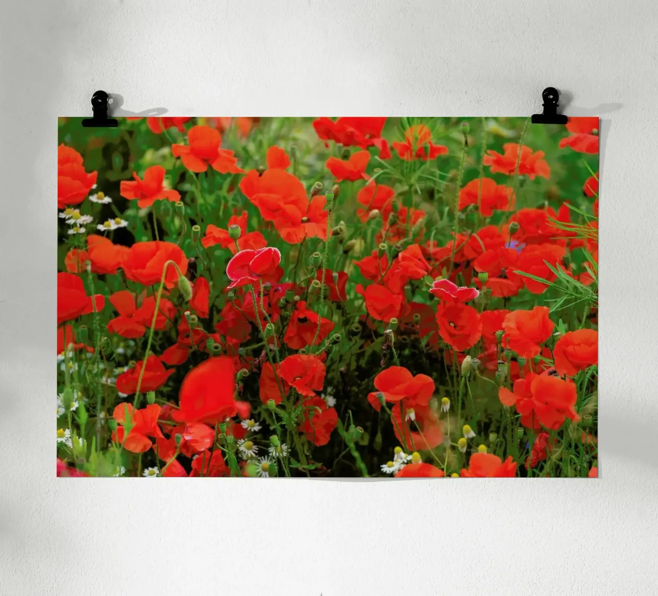 Red Poppyfield poster con telaio in alluminio da Curious Collections by Marielle Leenders
