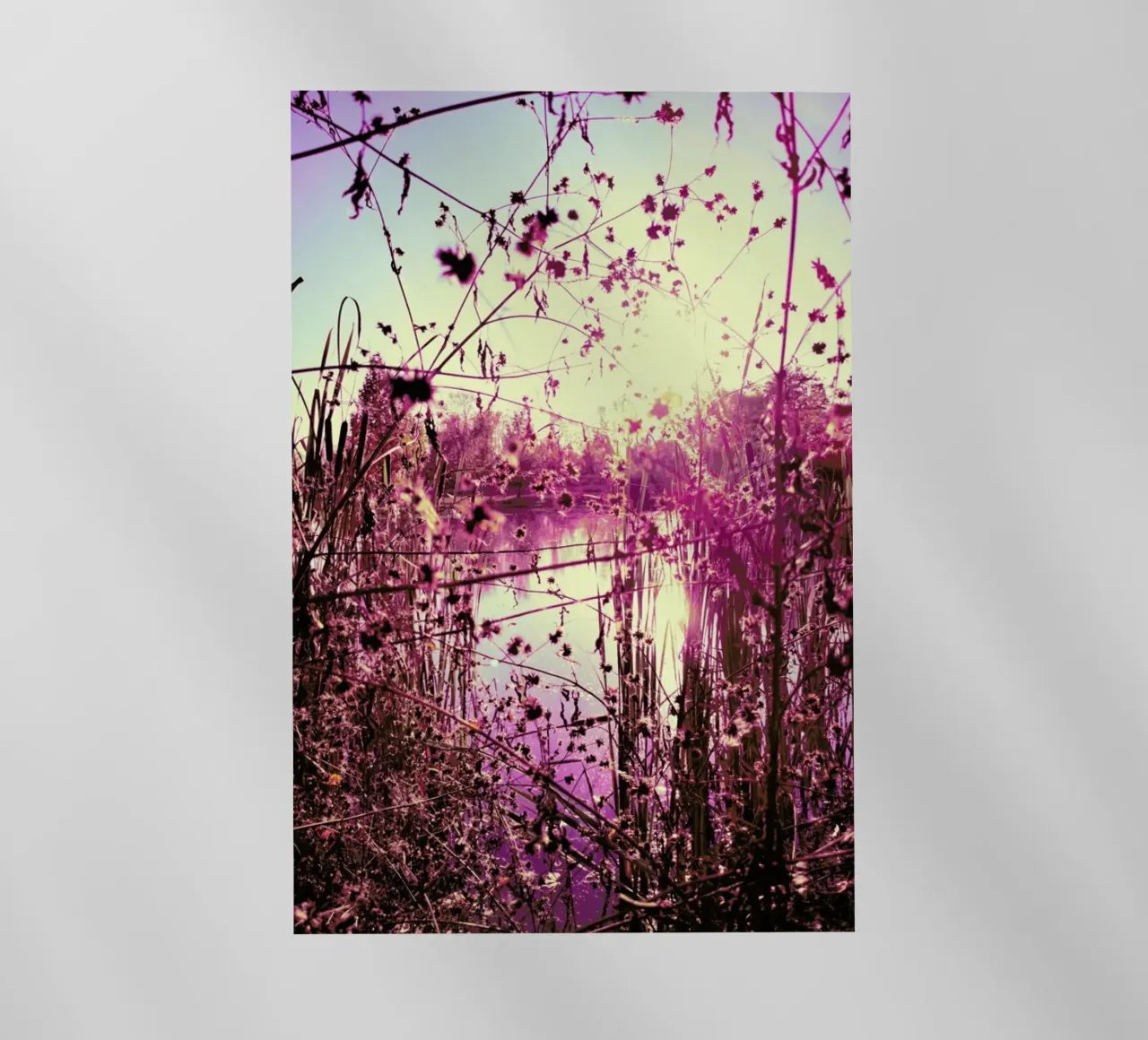 Rose Tinted World pellicola backlit da Angelo Cerantola
