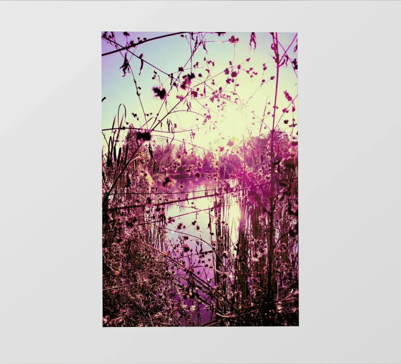 Rose Tinted World photo wallpaper by Angelo Cerantola