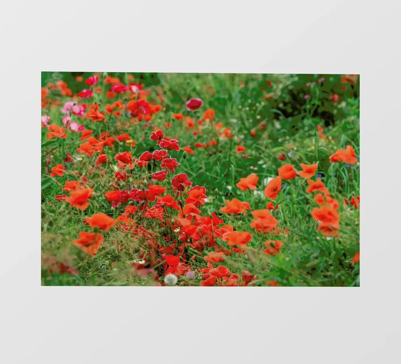 Wild Red Poppy Field pellicola backlit da Curious Collections by Marielle Leenders