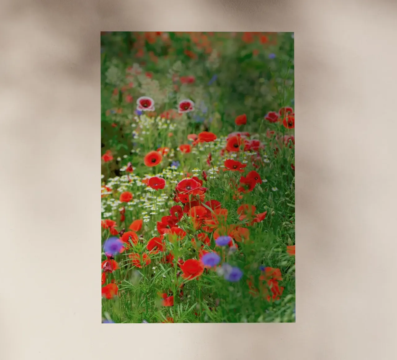 Mixed Poppies pellicola backlit da Curious Collections by Marielle Leenders