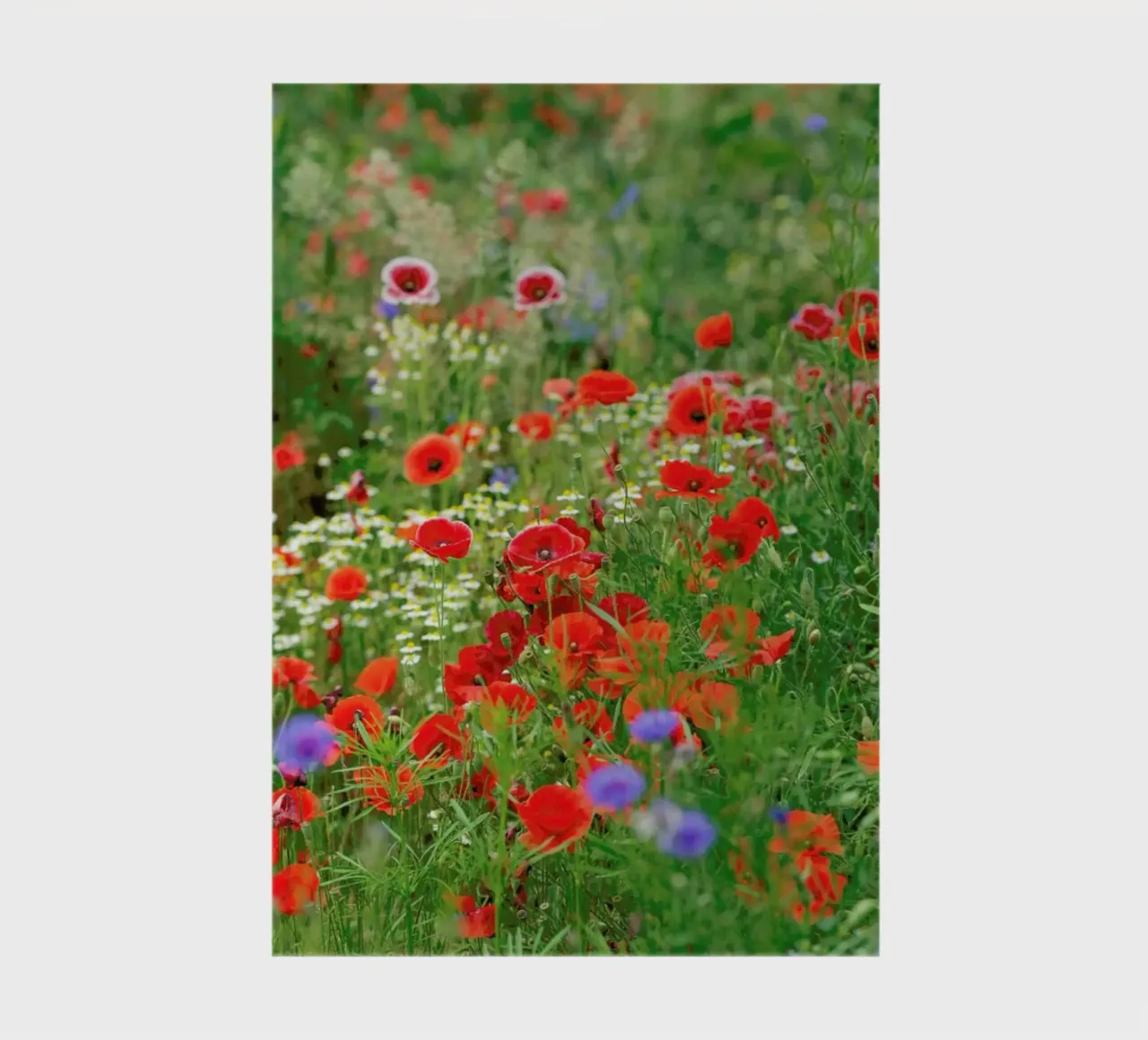 Mixed Poppies notebook by Curious Collections by Marielle Leenders