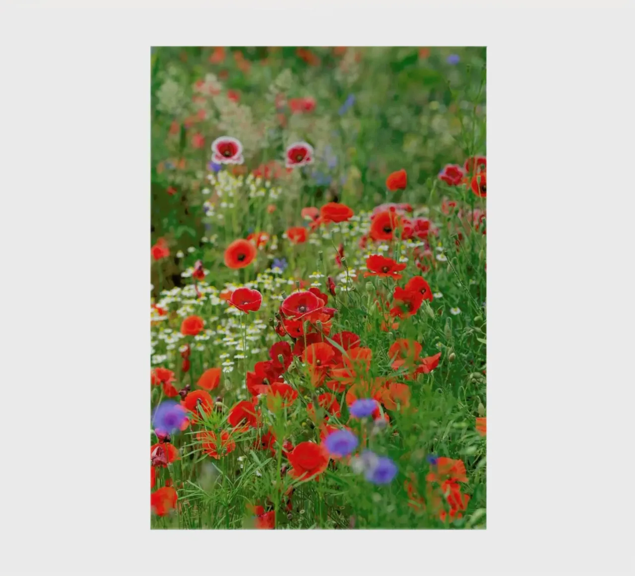 Mixed Poppies notebook by Curious Collections by Marielle Leenders