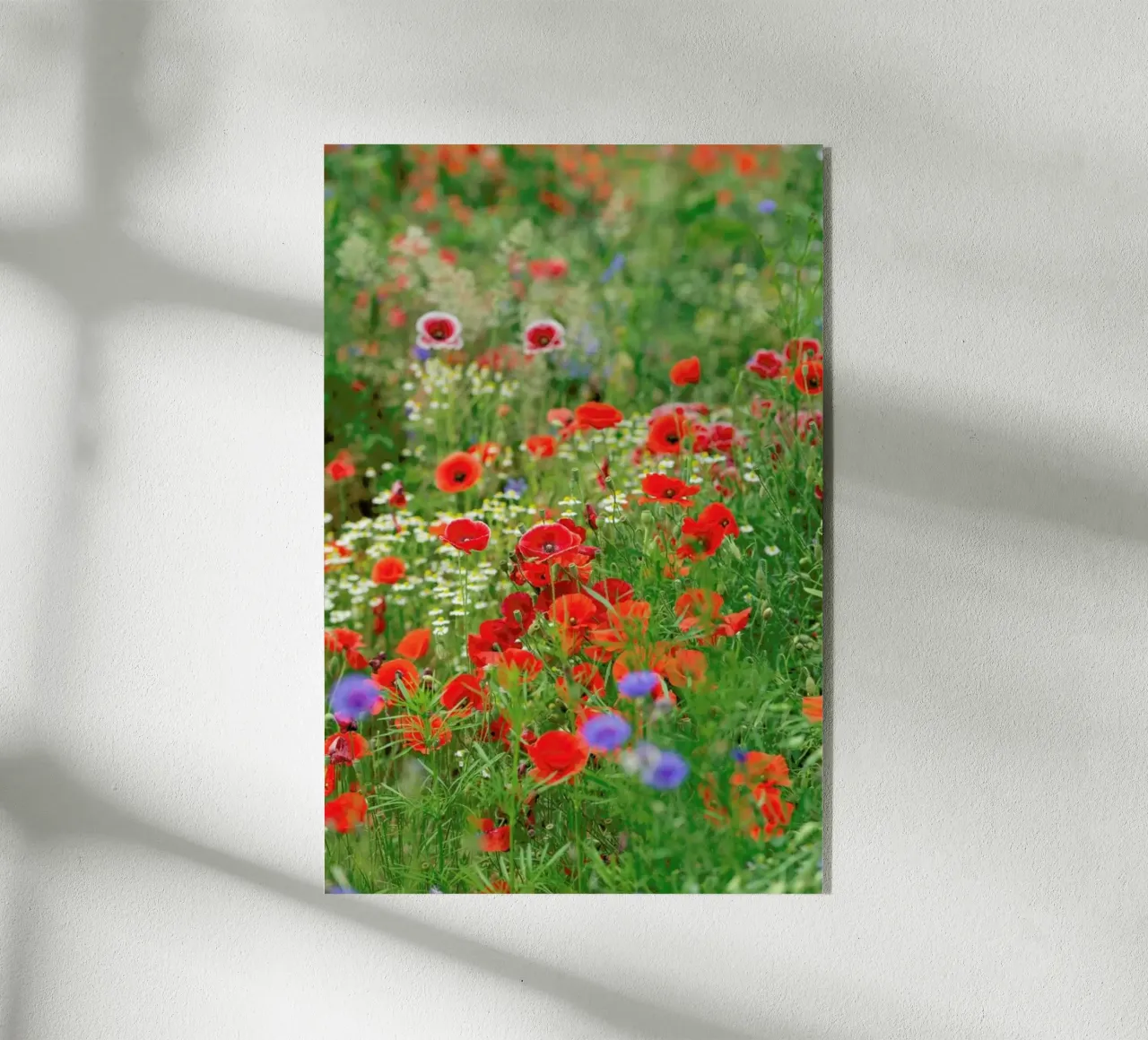 Mixed Poppies plexiglass da Curious Collections by Marielle Leenders