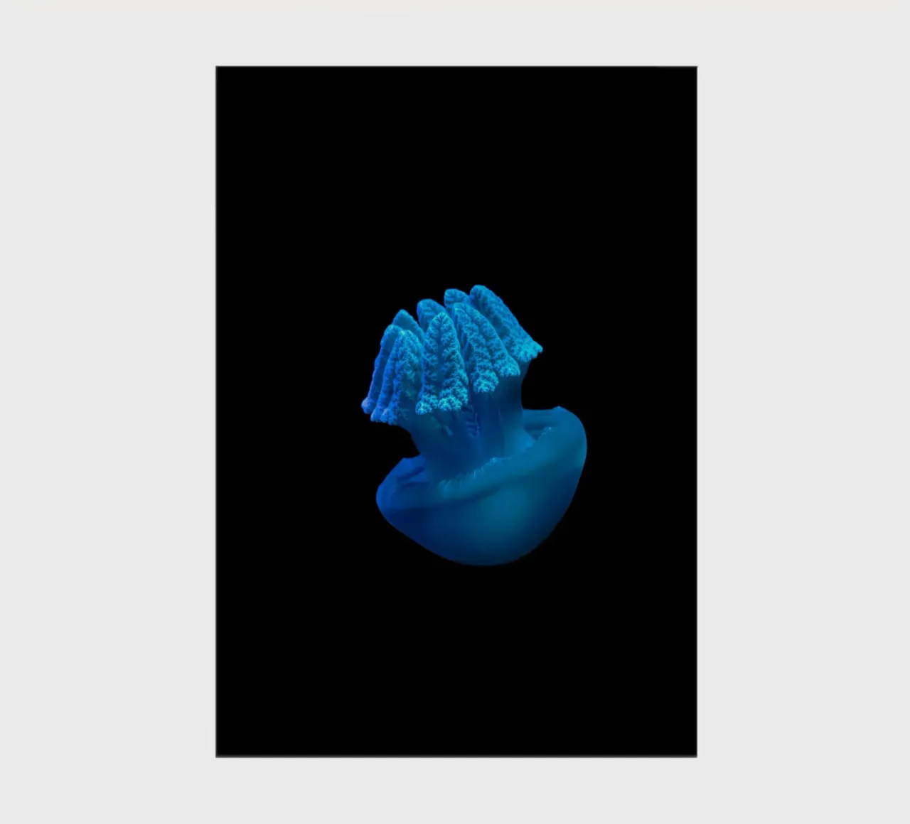 jellyfish water notebook by animal story home