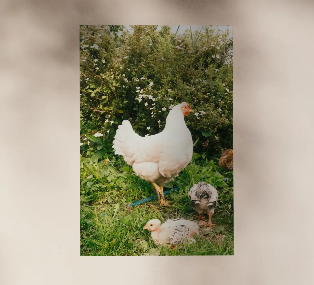 pollo verde pellicola backlit da animal story home