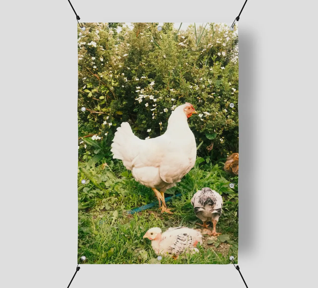 pollo verde telo in pvc da animal story home
