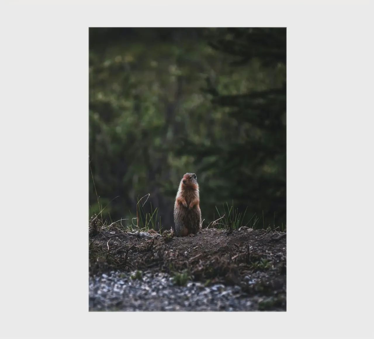 groundhog brush notebook by animal story home