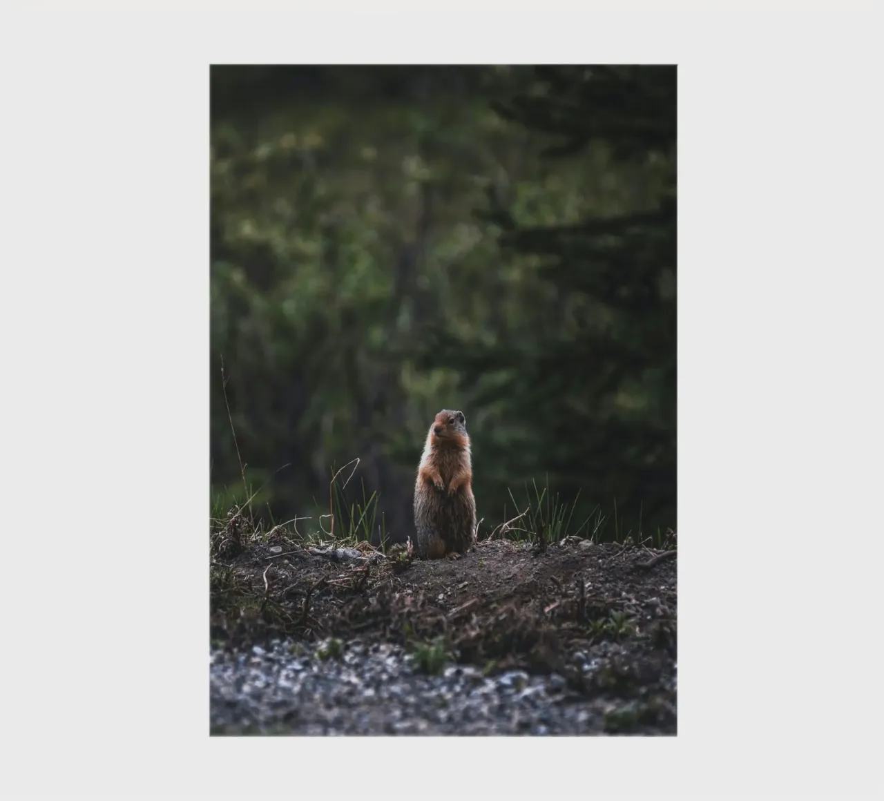 groundhog brush notebook by animal story home