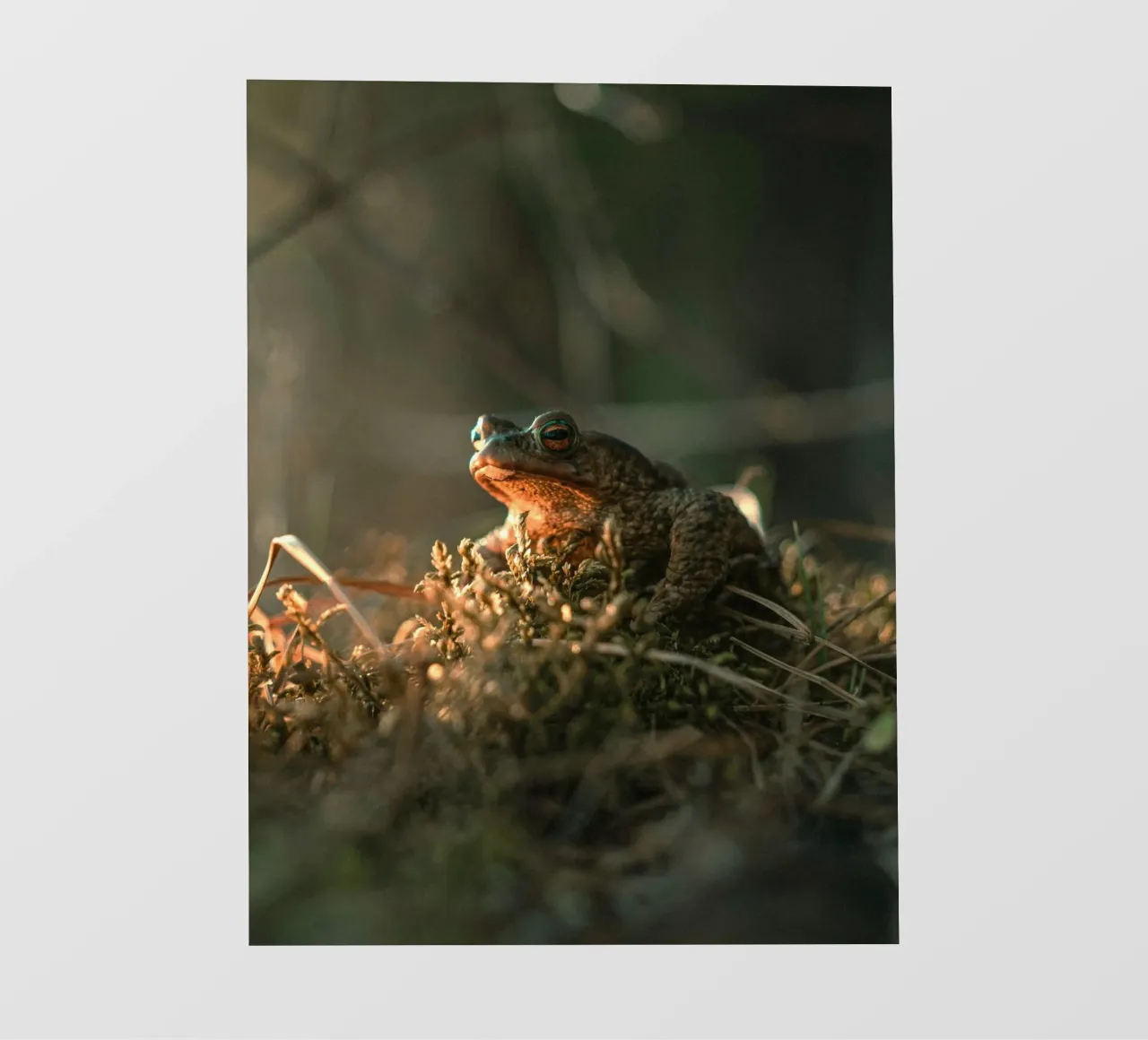foliage frog pvc cover by animal story home