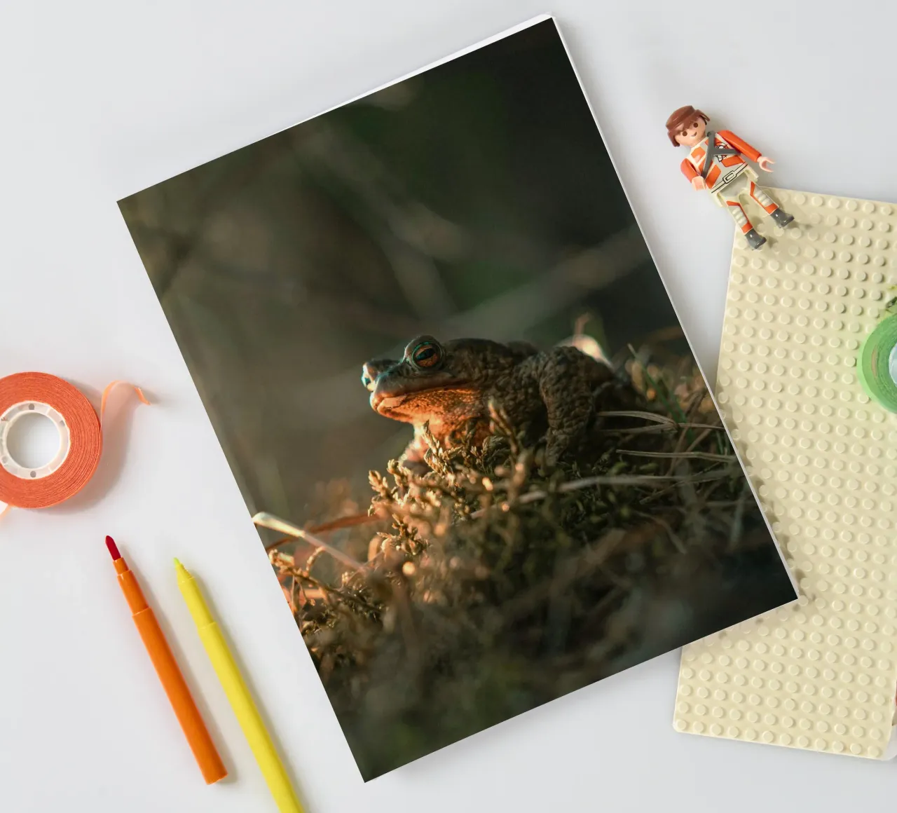 foliage frog notebook by animal story home