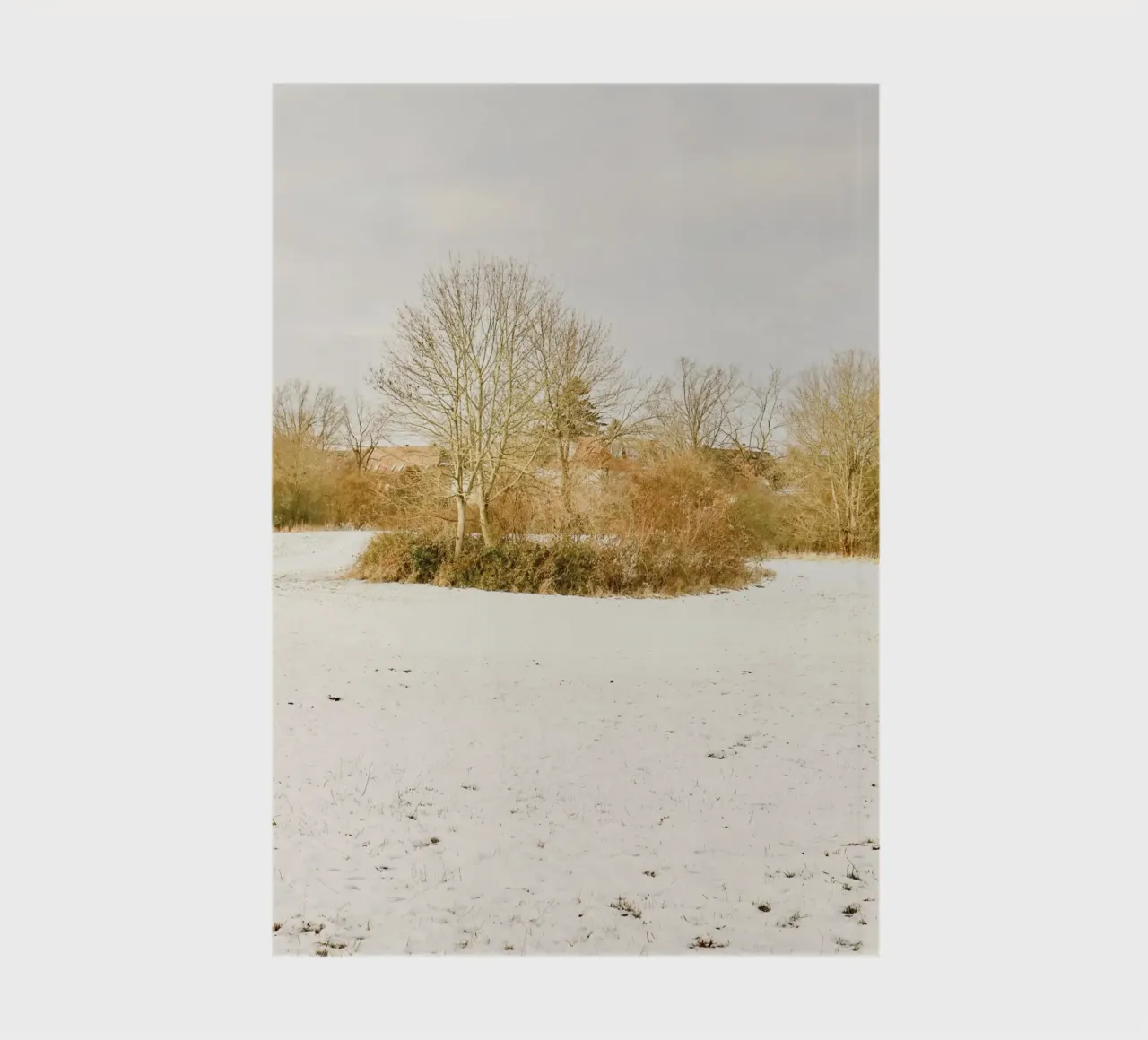 Trees on Sunny day after Snow notebook by KISSA STUDIO