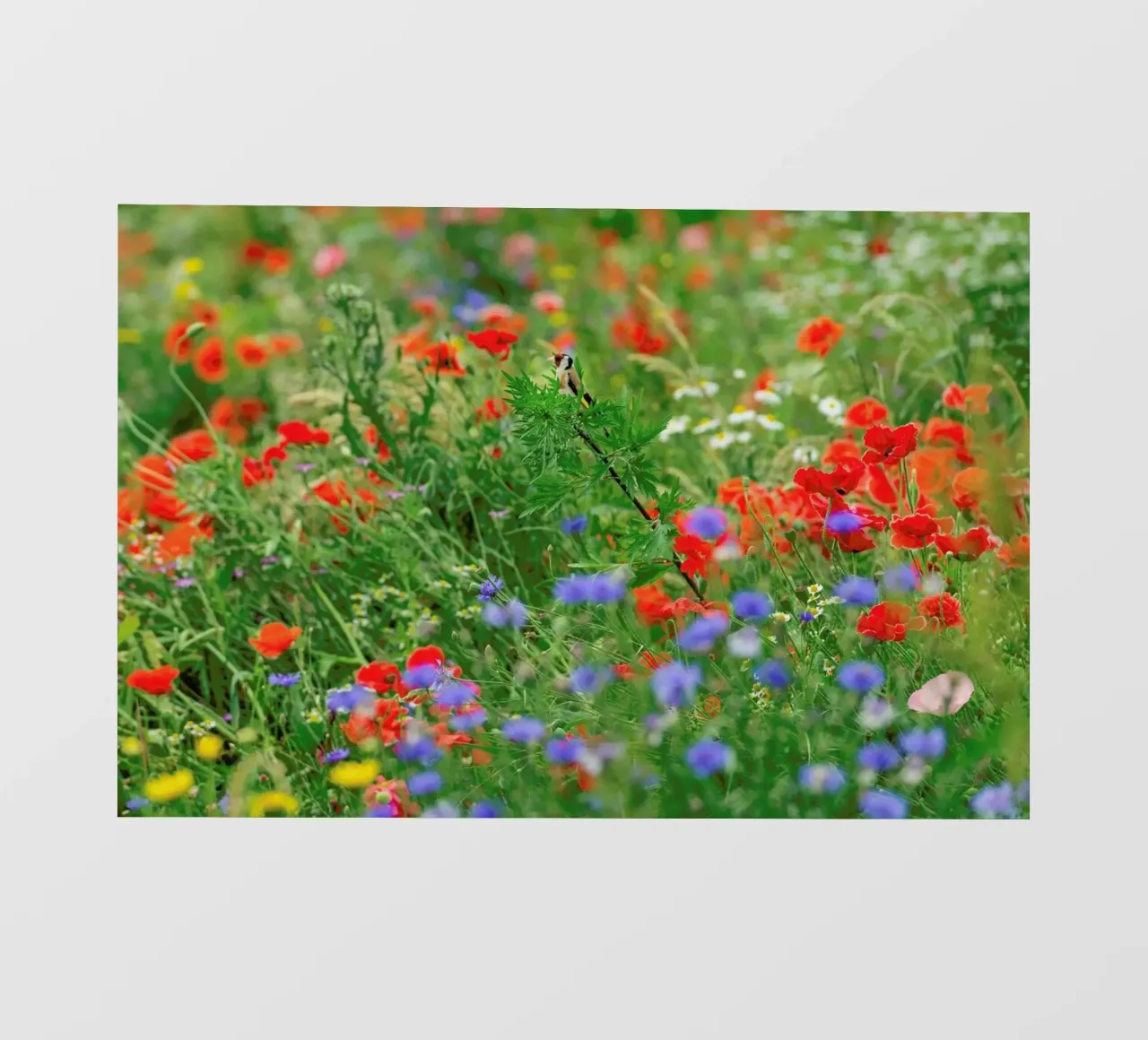 Wild Flowerfield pellicola backlit da Curious Collections by Marielle Leenders