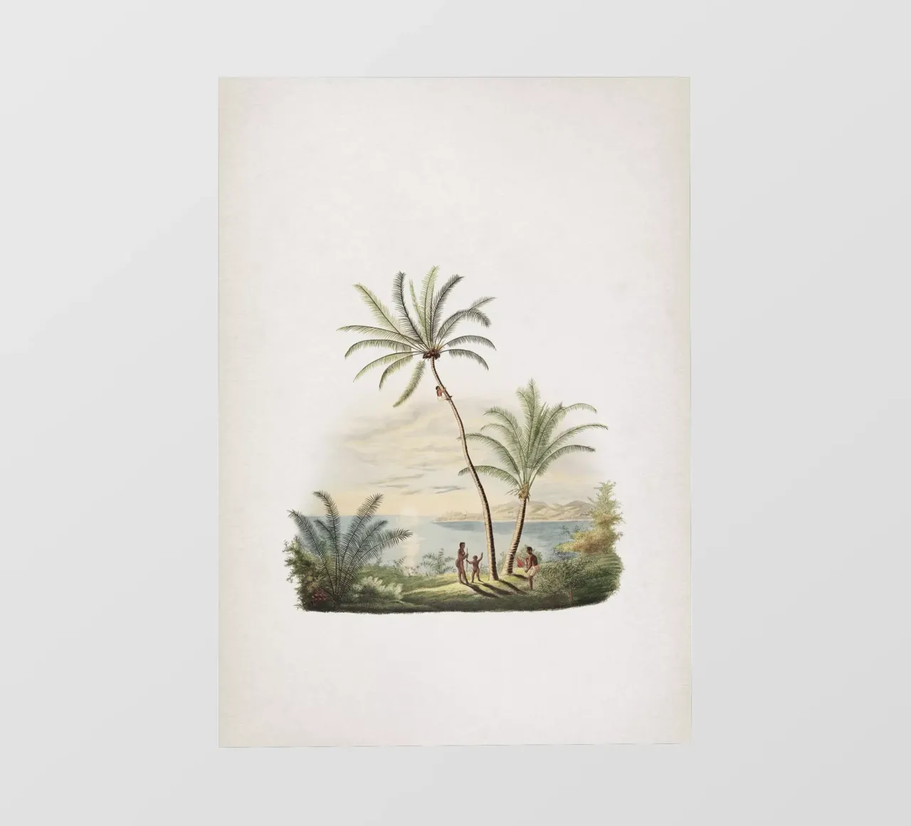 Vintage Martius 2 Cocos Nucifera pellicola backlit da Vintage Print Collection