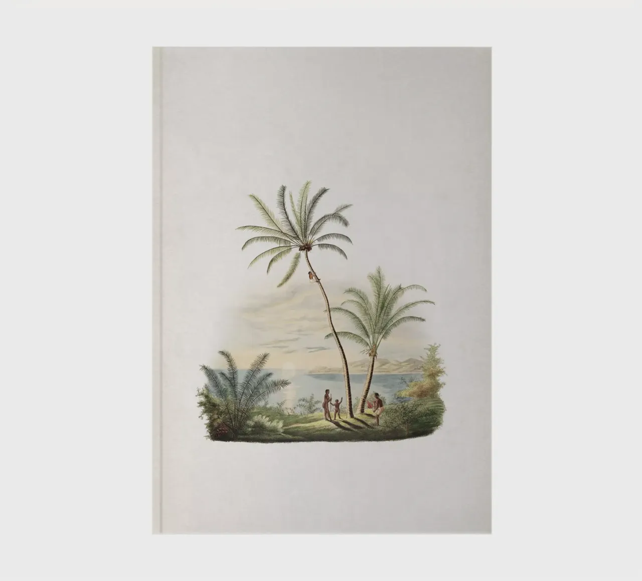 Vintage Martius 2 Cocos Nucifera diario da Vintage Print Collection