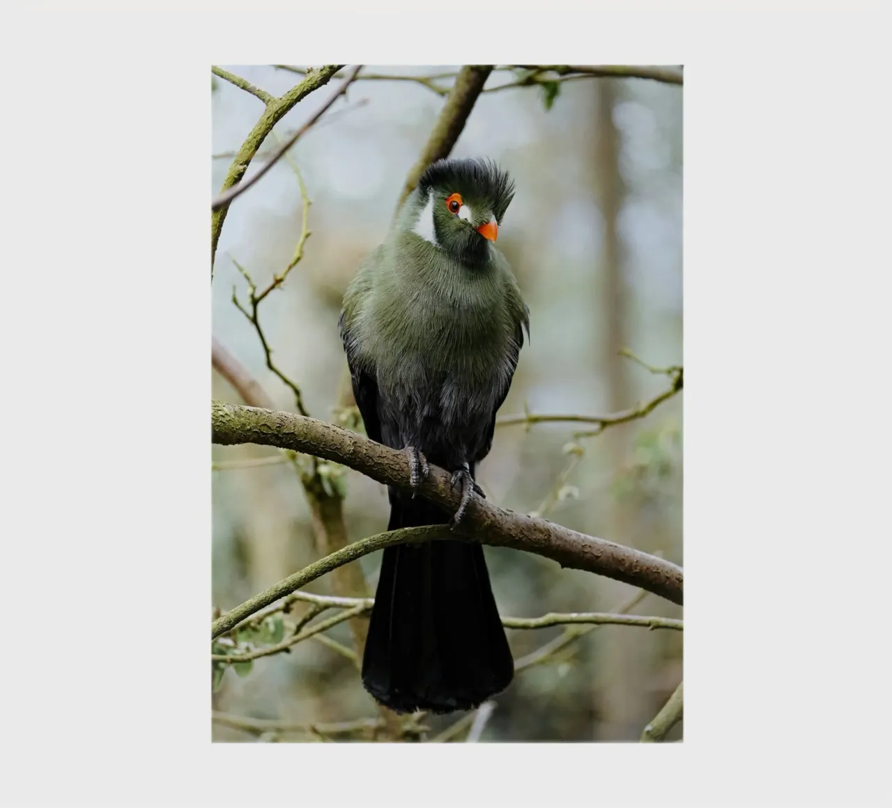 oiseau à branches carnet de notes de animal story home