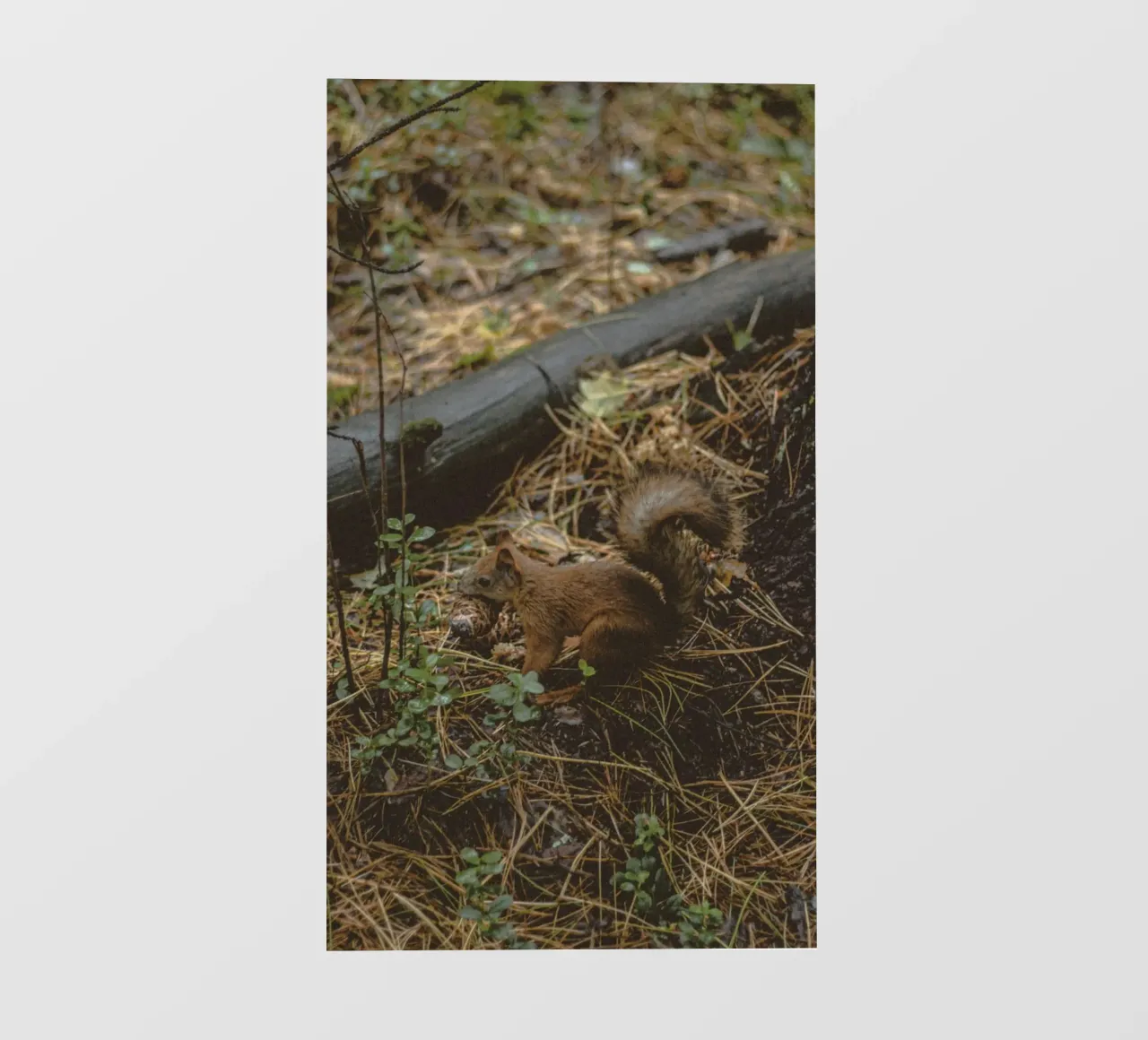 scoiattolo nella foresta telo in pvc da animal story home